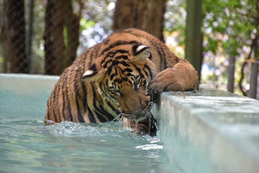 Kid-friendly Spots in Phuket