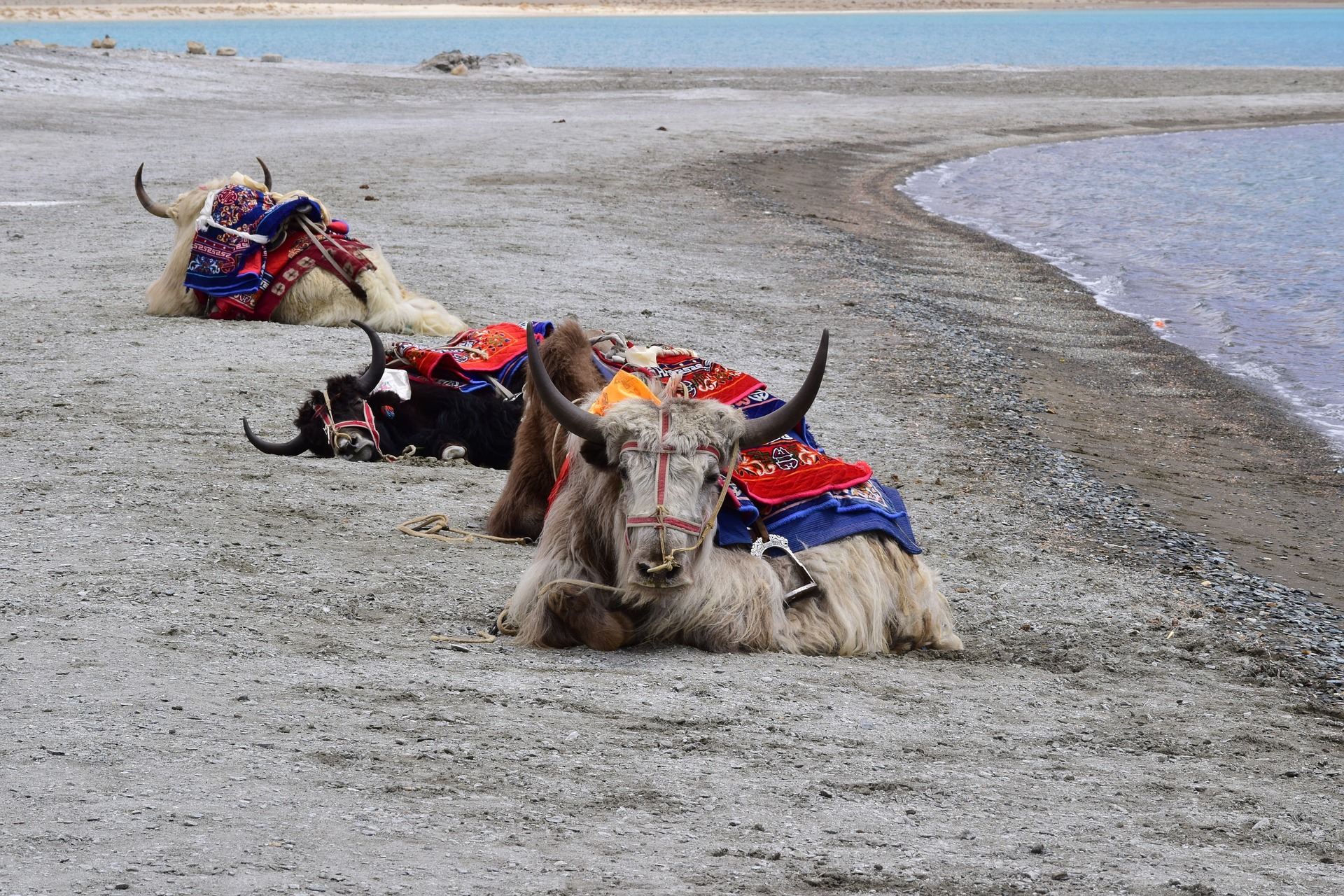 Adventure Activities in Pangong Lake