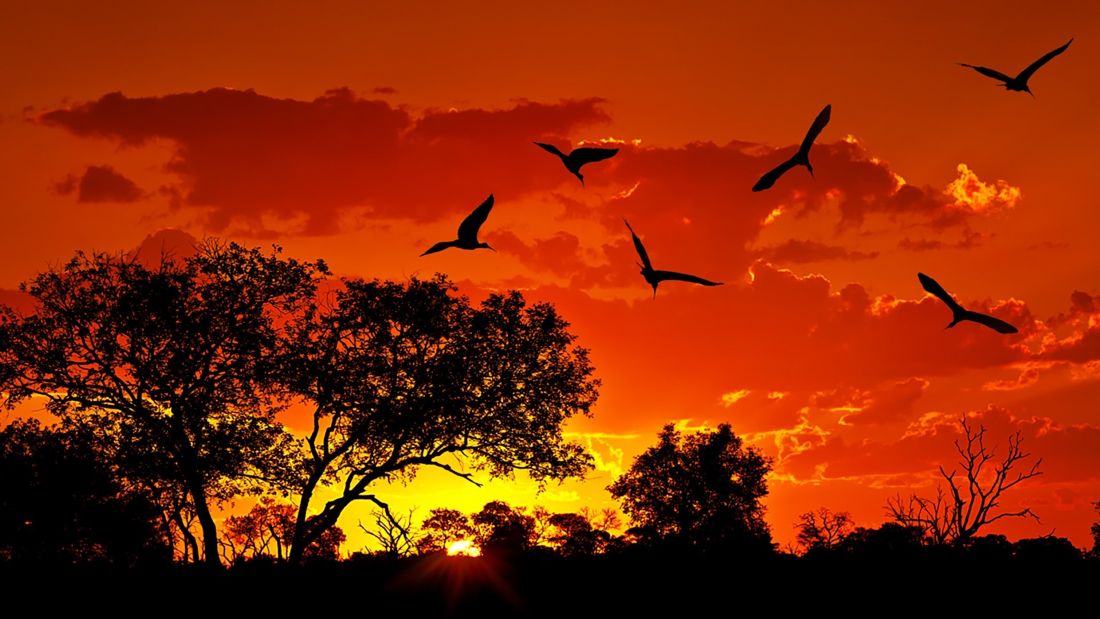 Must-have Experiences in Kruger National Park