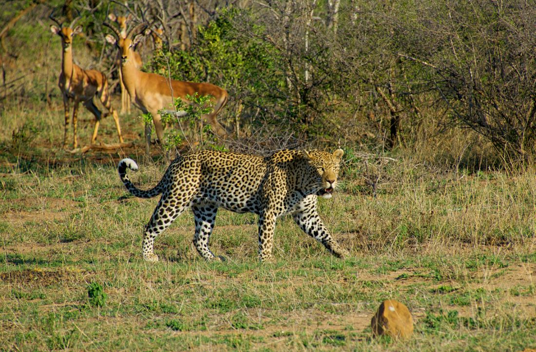 Local Markets & Street Food Spots in Kruger National Park