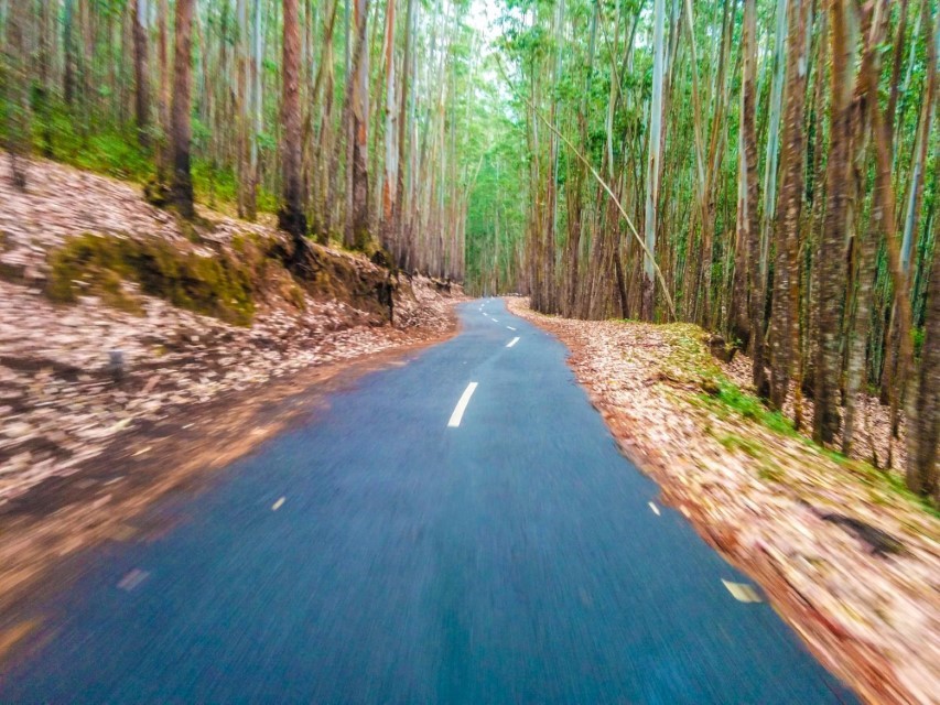 Must-have Experiences in Munnar