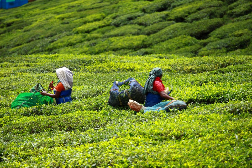 Romantic Spots in Munnar
