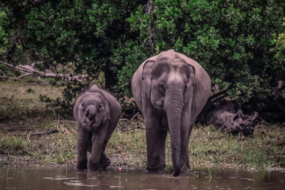 Adventure Activities in Thekkady