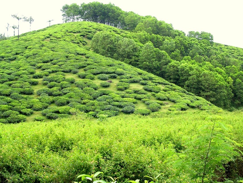 Local Markets & Street Food Spots in Vagamon