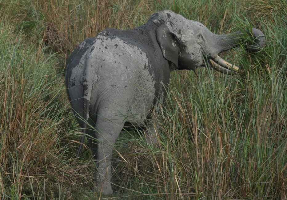 Local Markets & Street Food Spots in Kaziranga