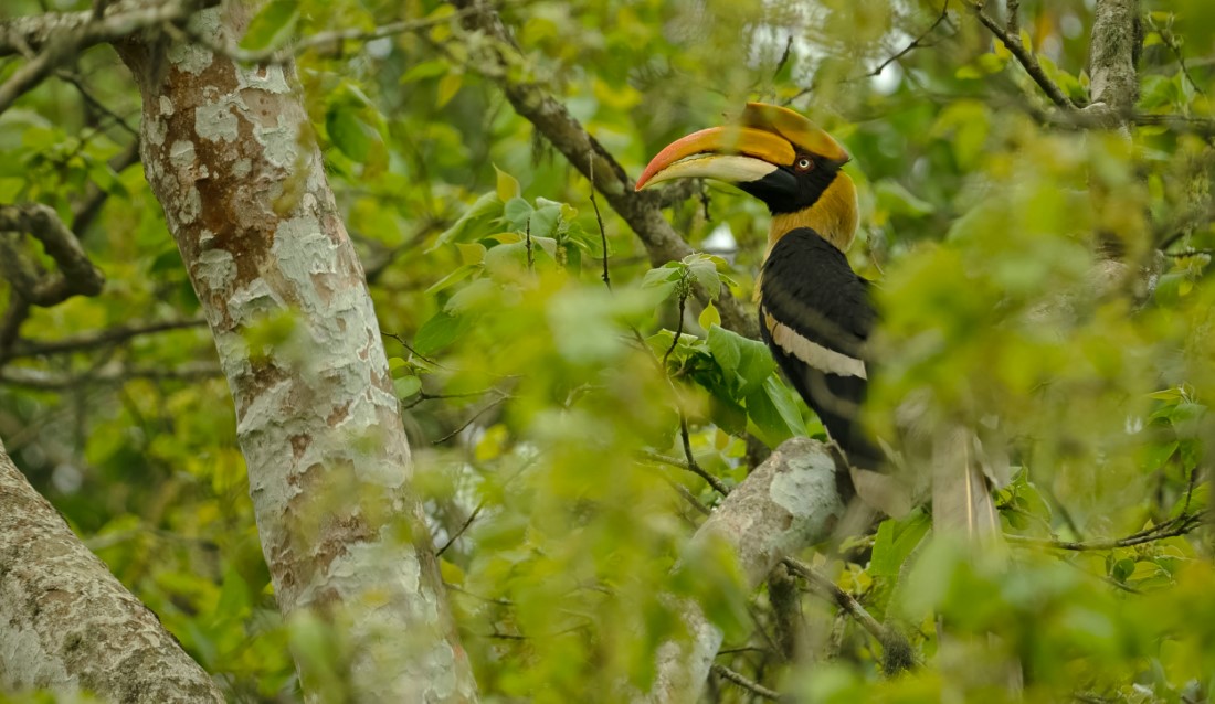 Must-have Experiences in Kaziranga
