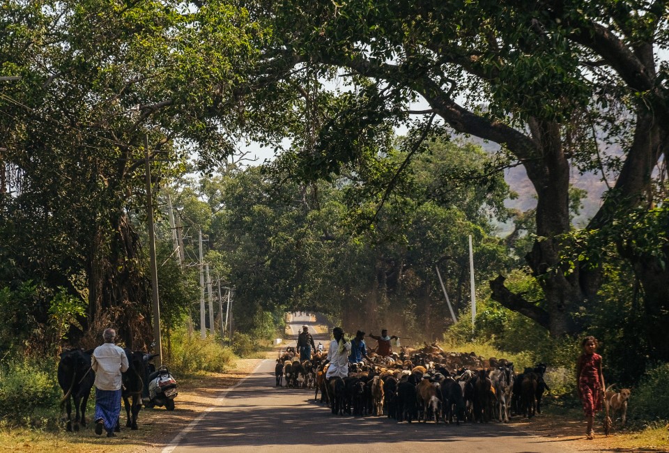 Local Markets & Street Food Spots in Chikmagalur
