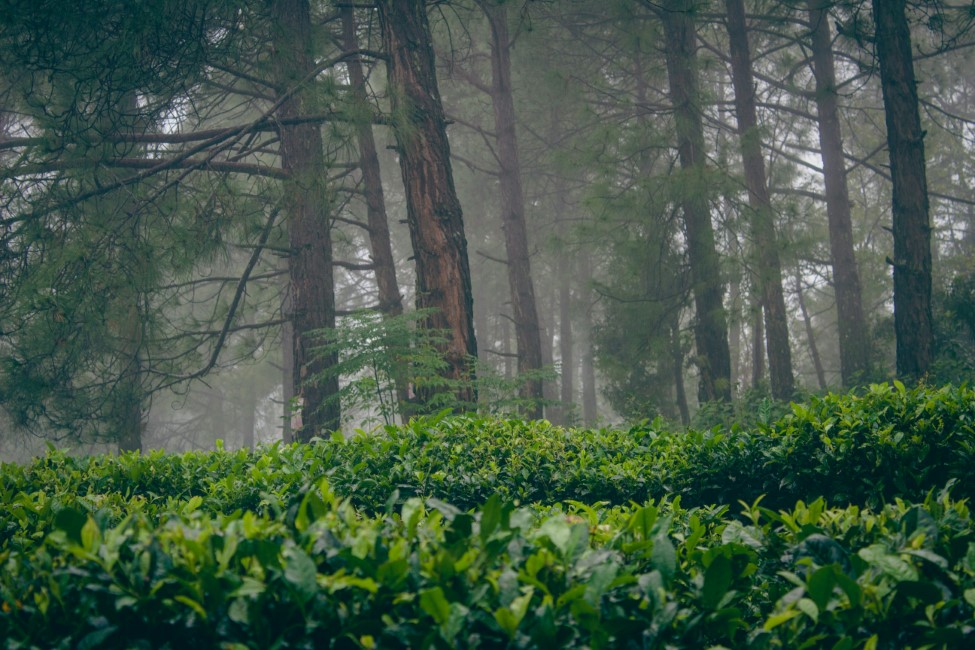 Most Popular Attractions in Kausani