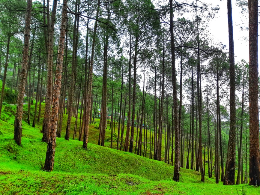 Must-have Experiences in Ranikhet