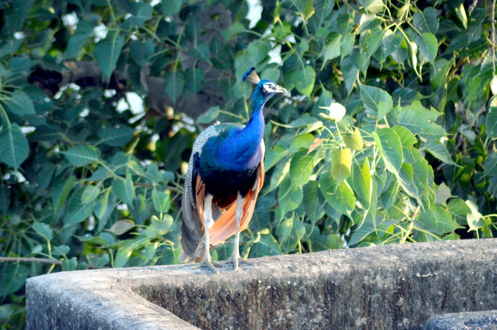 Must-have Experiences in Sariska–Alwar