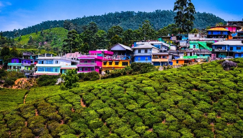Local Markets & Street Food Spots in Munnar