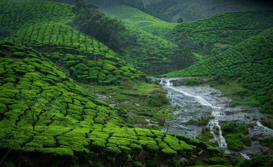 Most Popular Attractions in Munnar