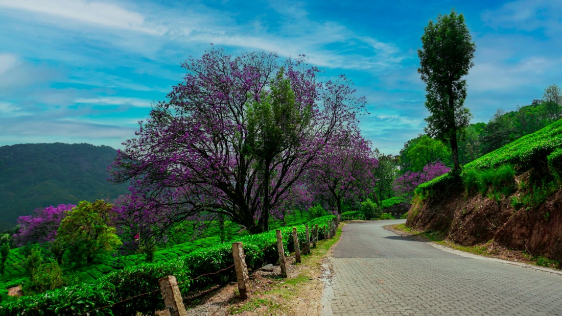 Romantic Spots in Munnar