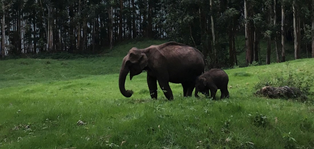 Must-have Experiences in Thekkady