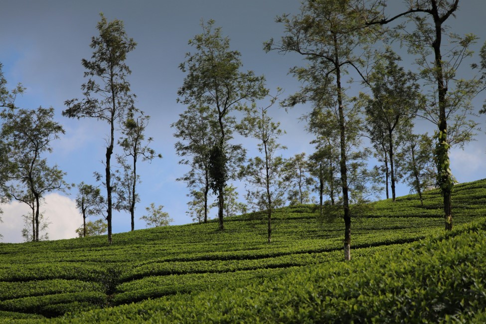 Romantic Spots in Thekkady