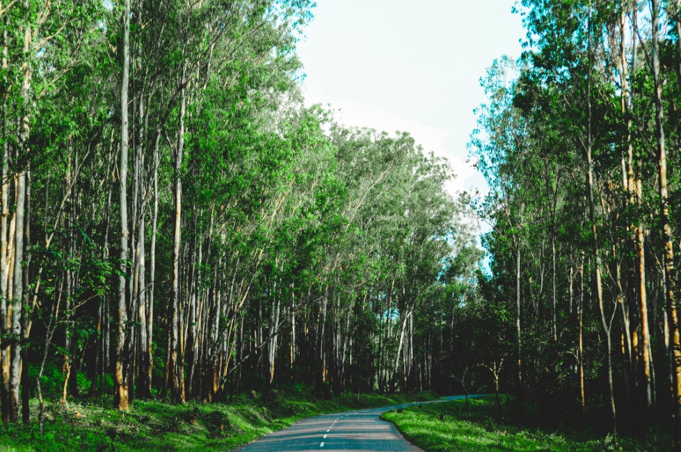Kid-friendly Spots in Wayanad