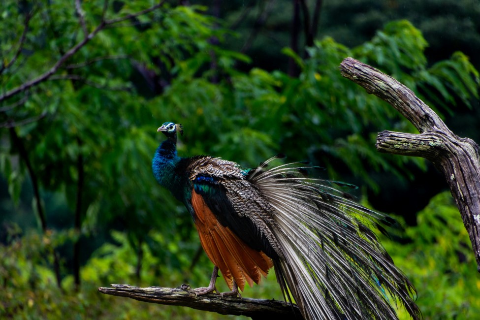 Adventure Activities in Bandipur National Park
