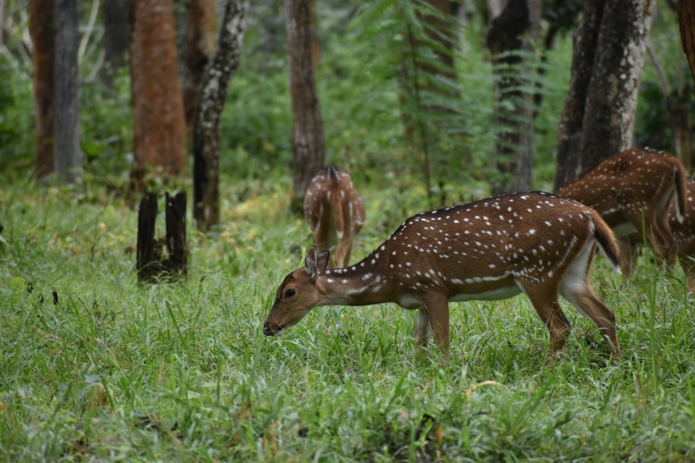 Must-have Experiences in Bandipur National Park