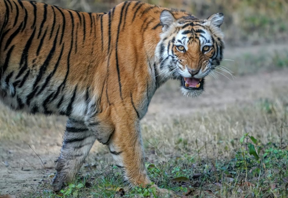 Adventure Activities in Corbett