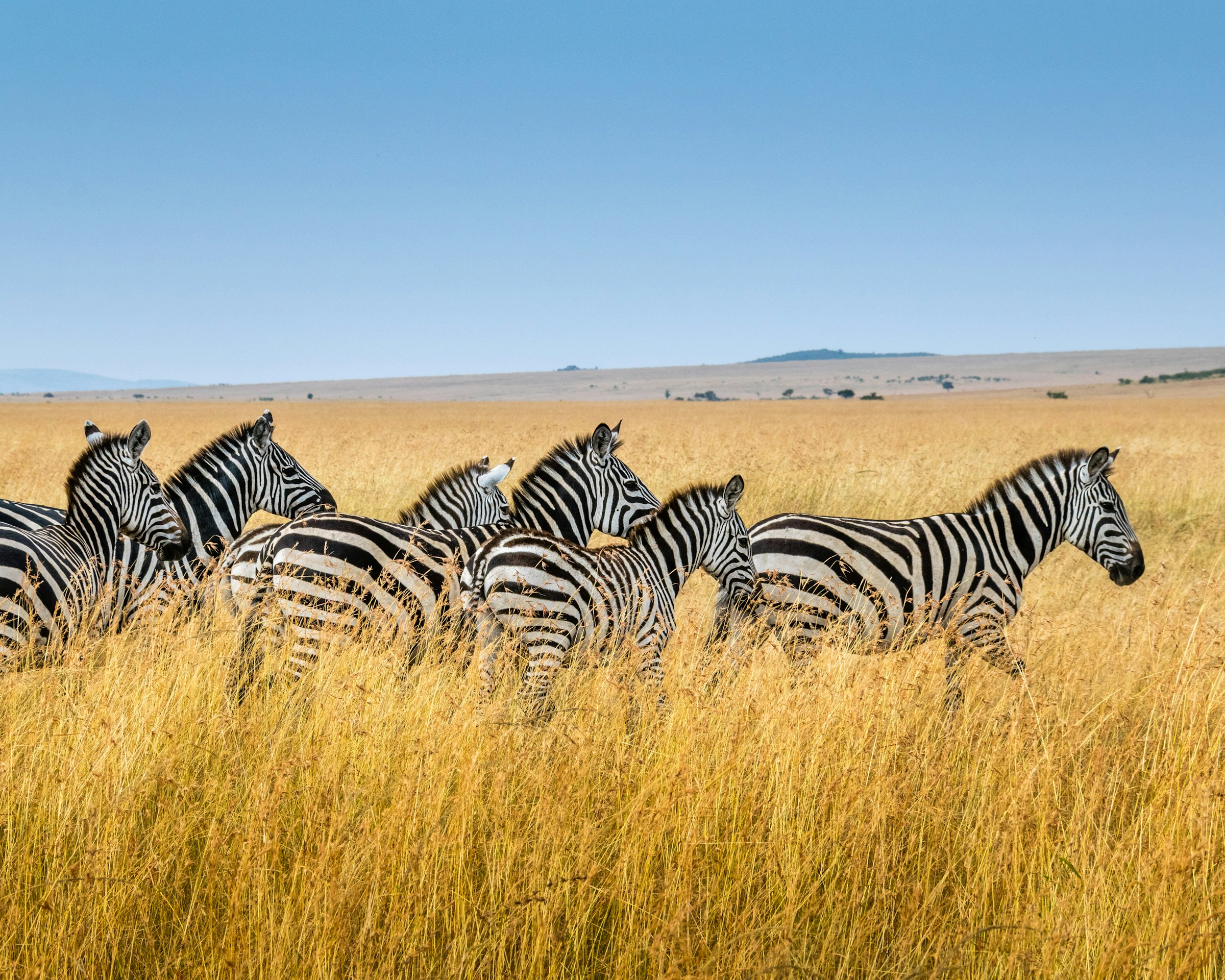 Essential Travel Tips while visiting Kenya